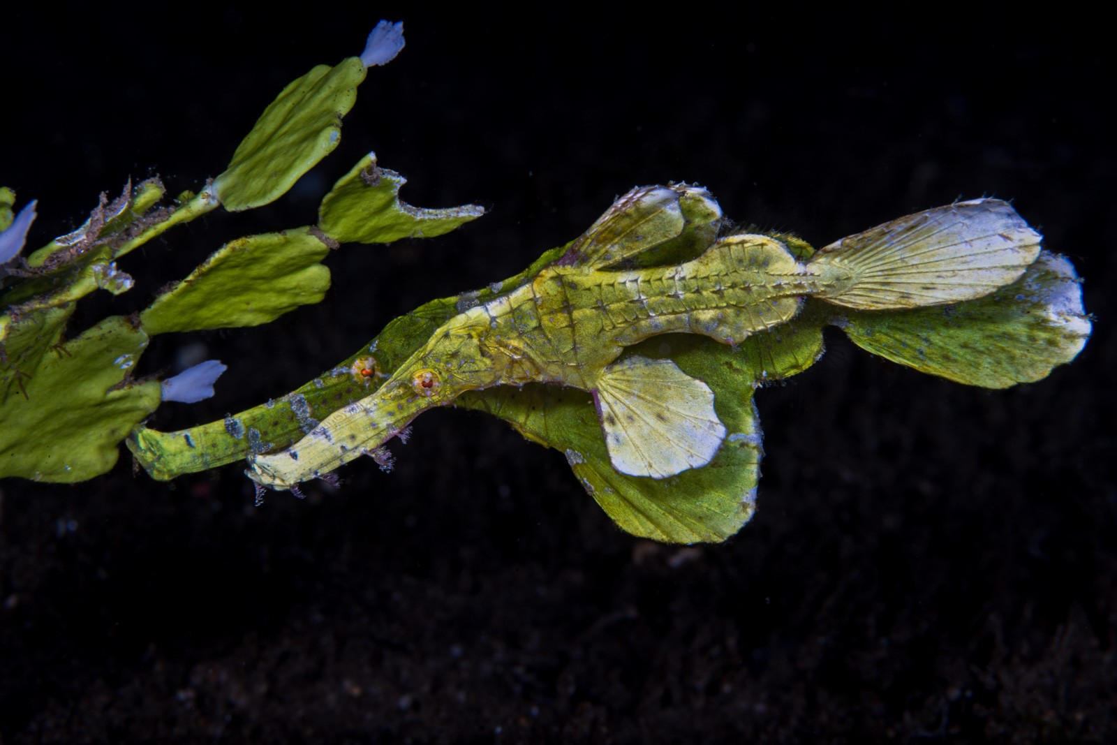 Ornate ghost pipefish in algae, Dauin