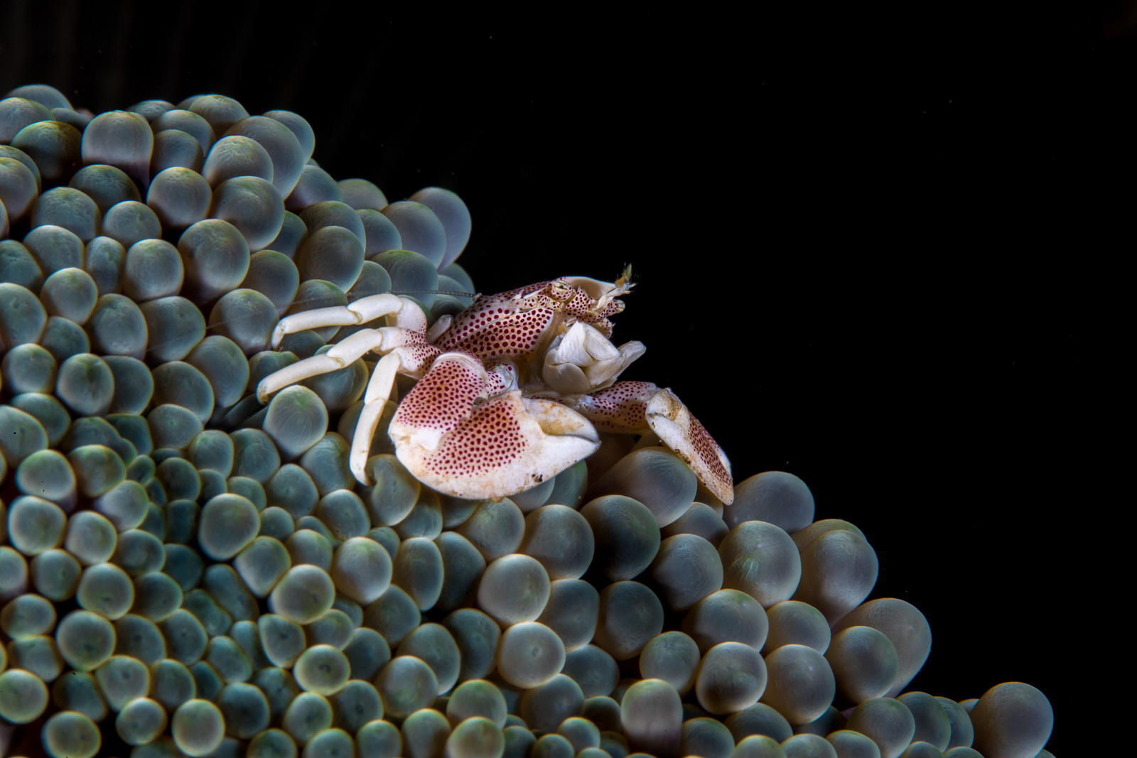 A porcelain crab in an anemone, Dauin