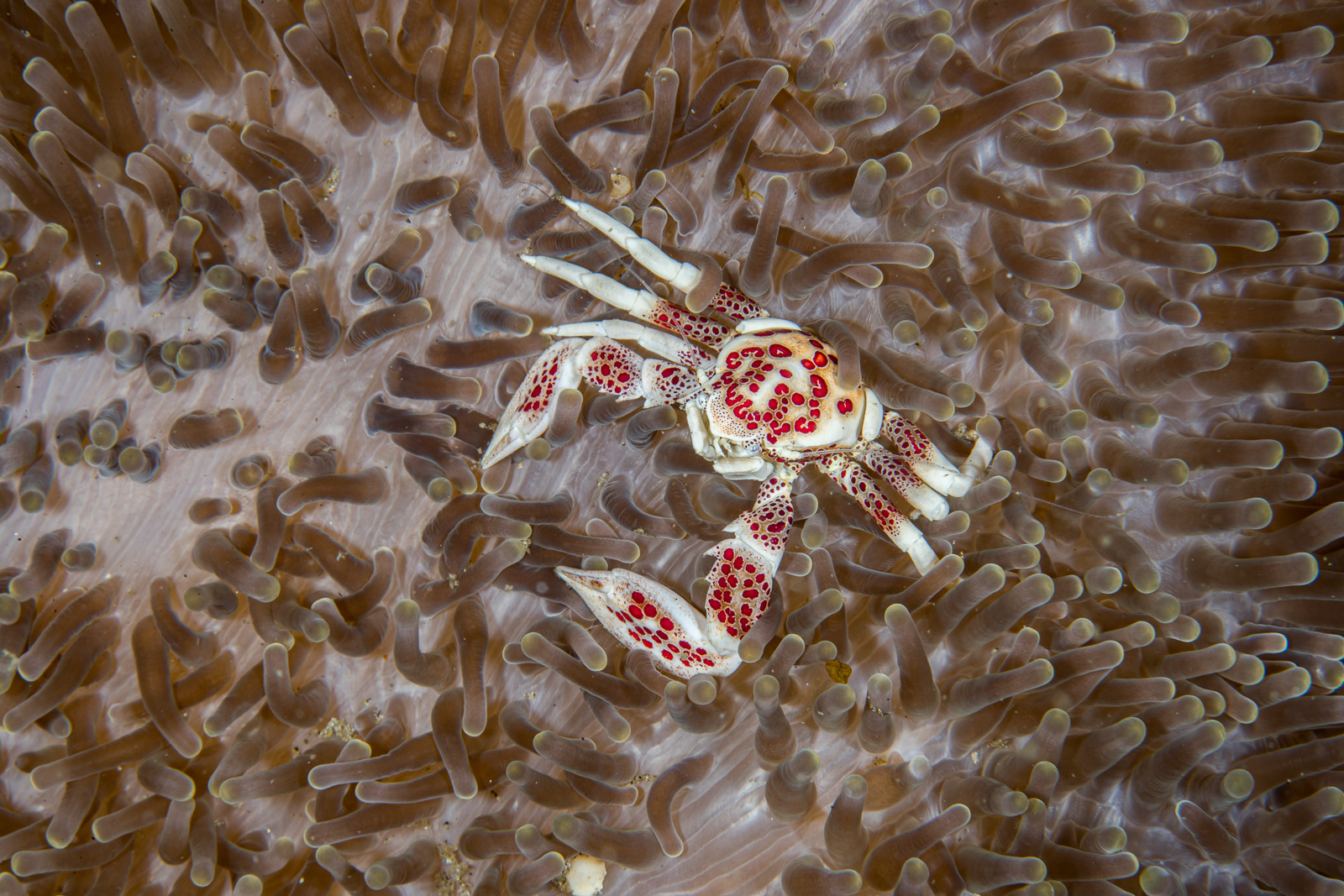 Porcelain crab from above on the anemone, Dauin