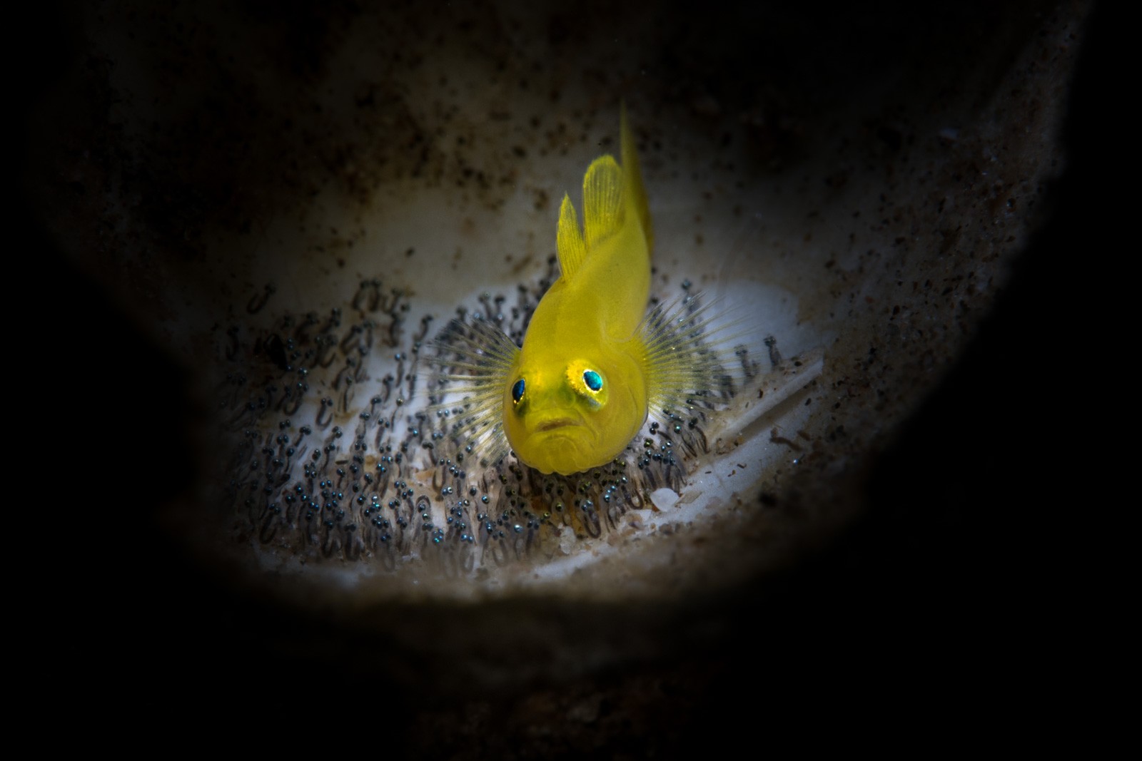 Pygmy goby guarding eggs, eyes visible in the eggs, Dauin