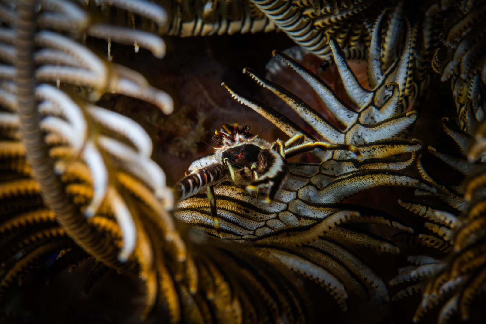 Squat lobster in a crinoid, Dauin
