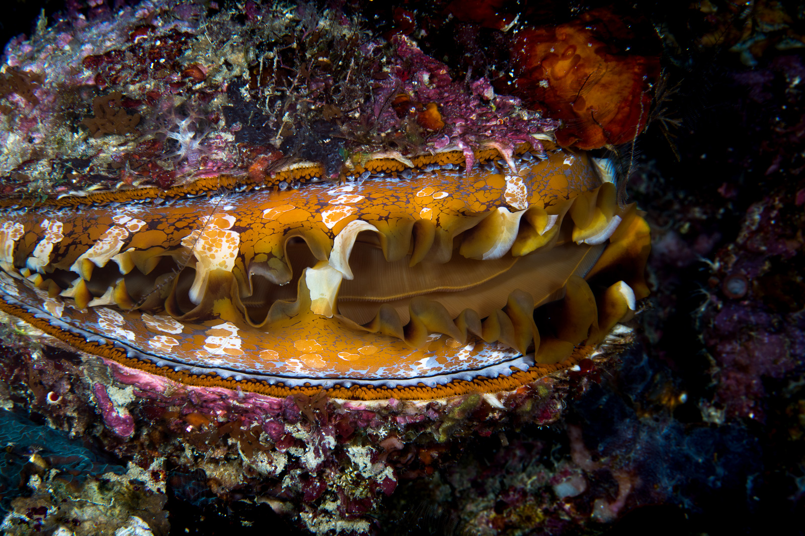 A thorny oyster, Dauin