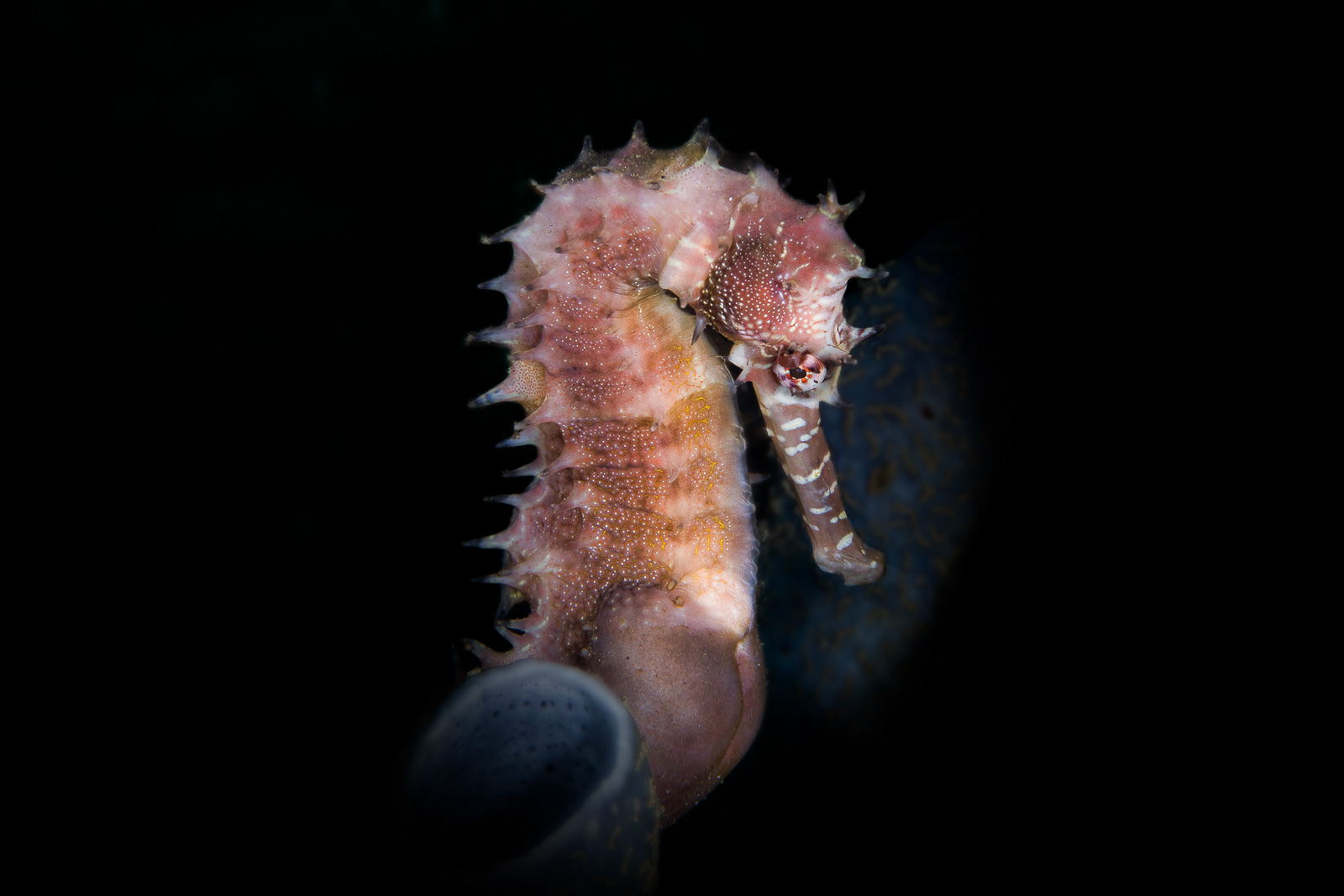 A thorny seahorse, Dauin