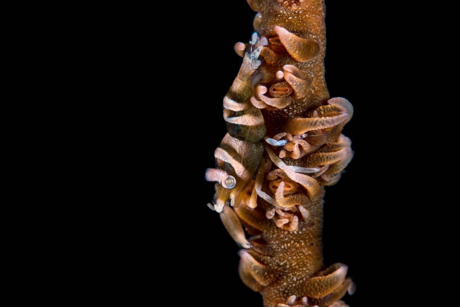 Whip coral goby / shrimp on a stalk, Dauin