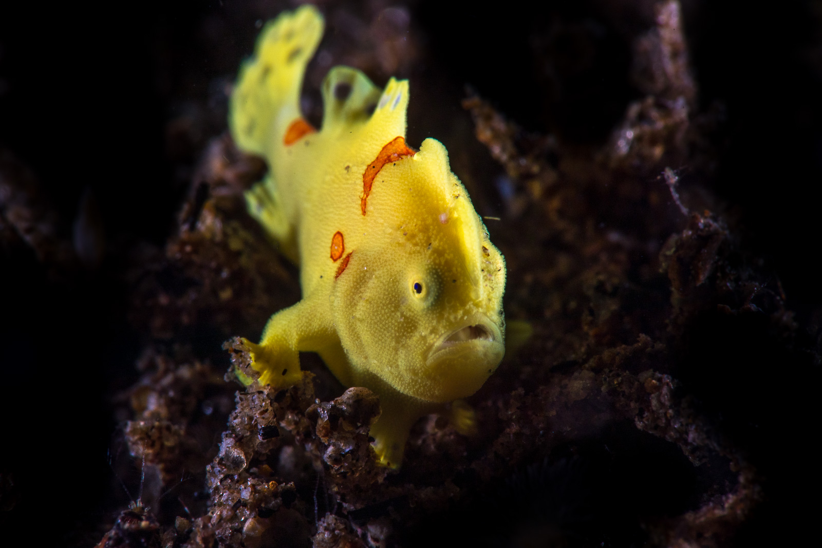 A frogfish in yellow, Dauin