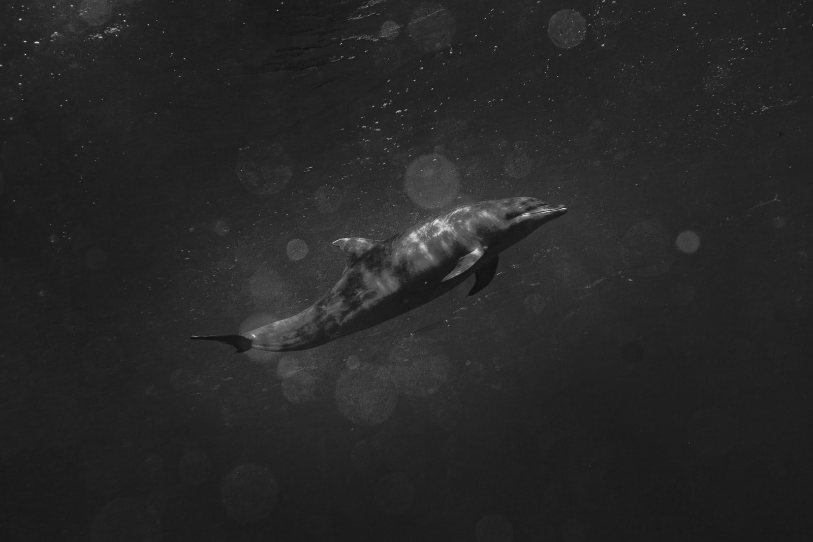 Galápagos