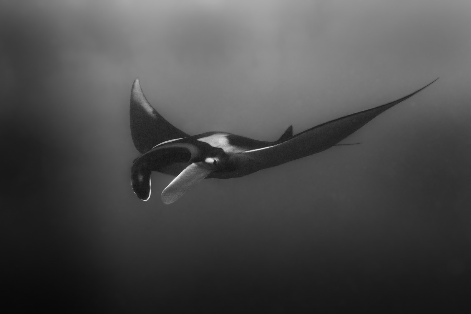 Giant manta, black and white, Galápagos
