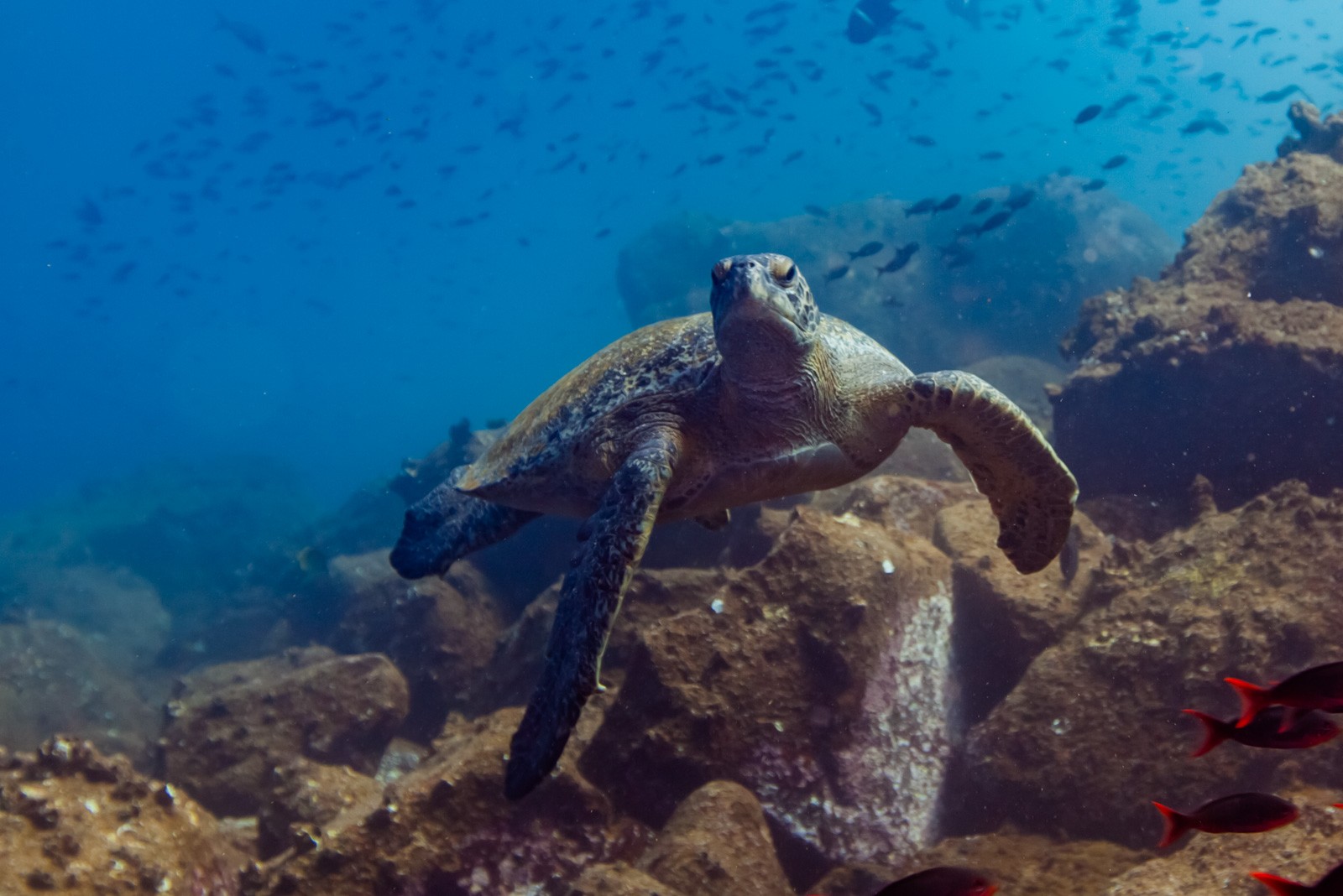 Green turtle head on over lava, Galápagos