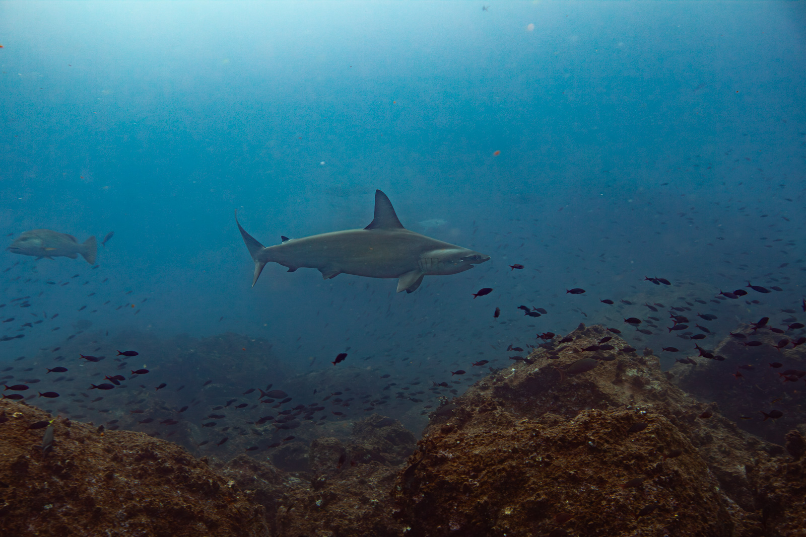 Galápagos