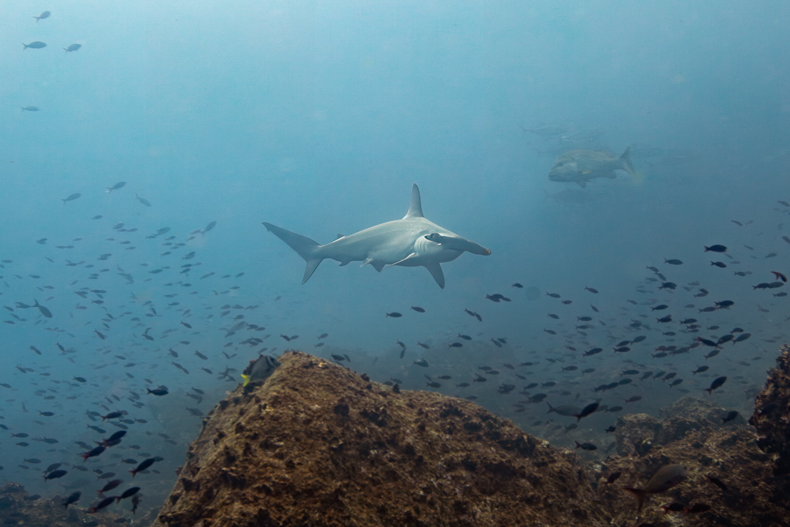 Galápagos