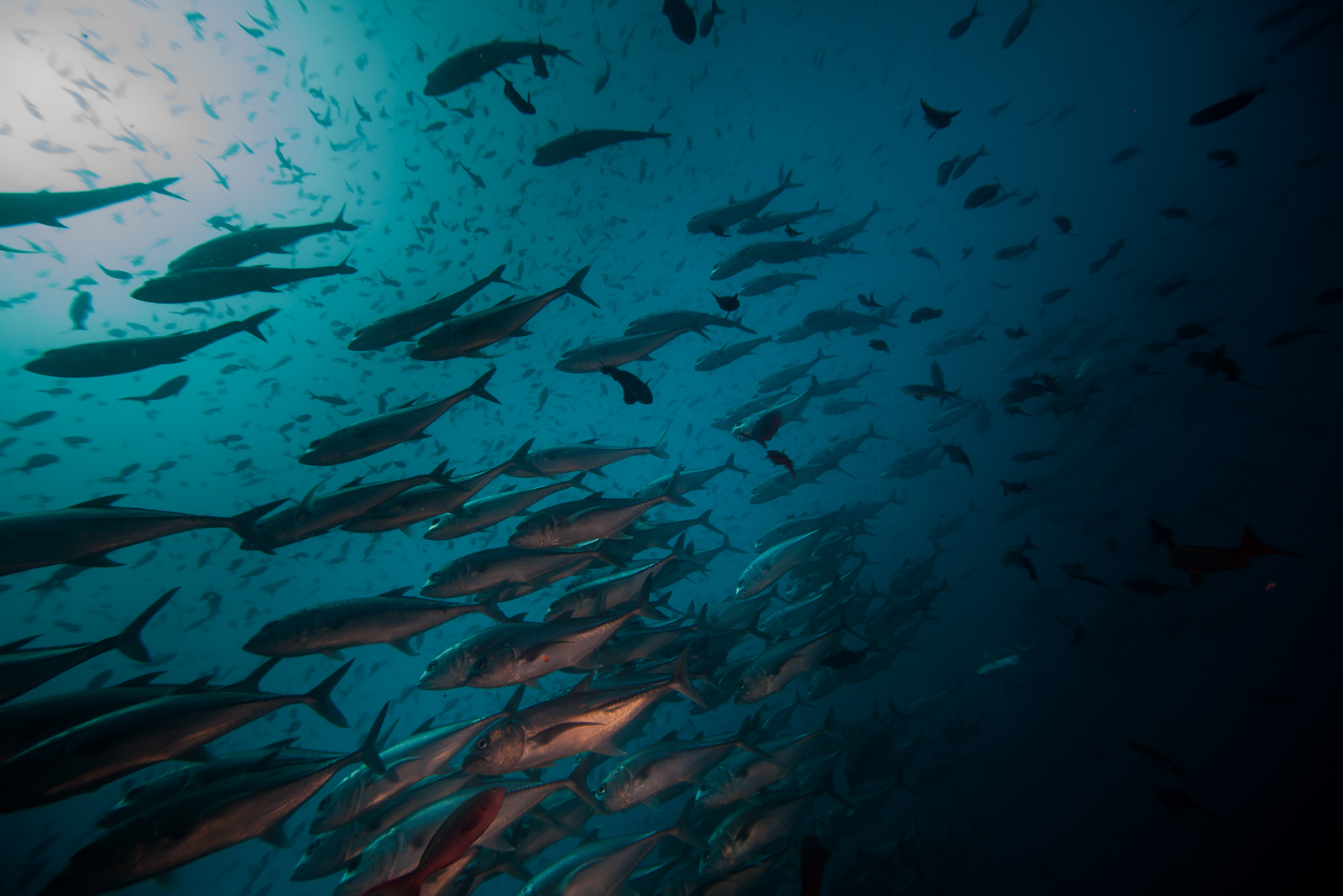 Galápagos