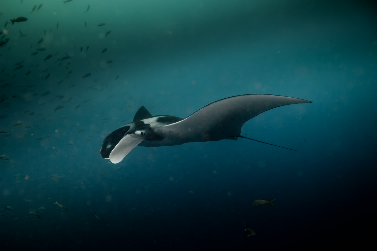 Galápagos