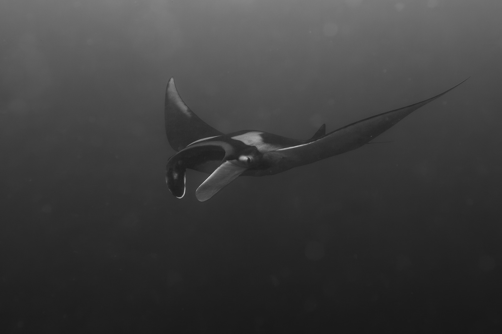 Galápagos