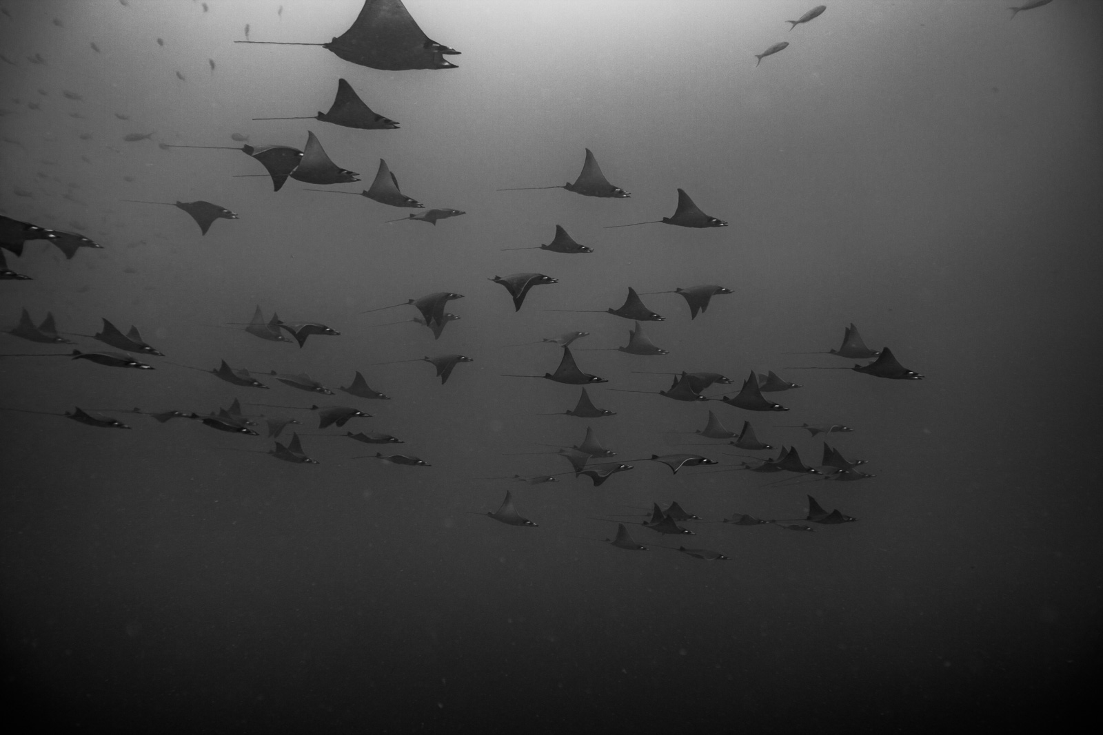 Galápagos