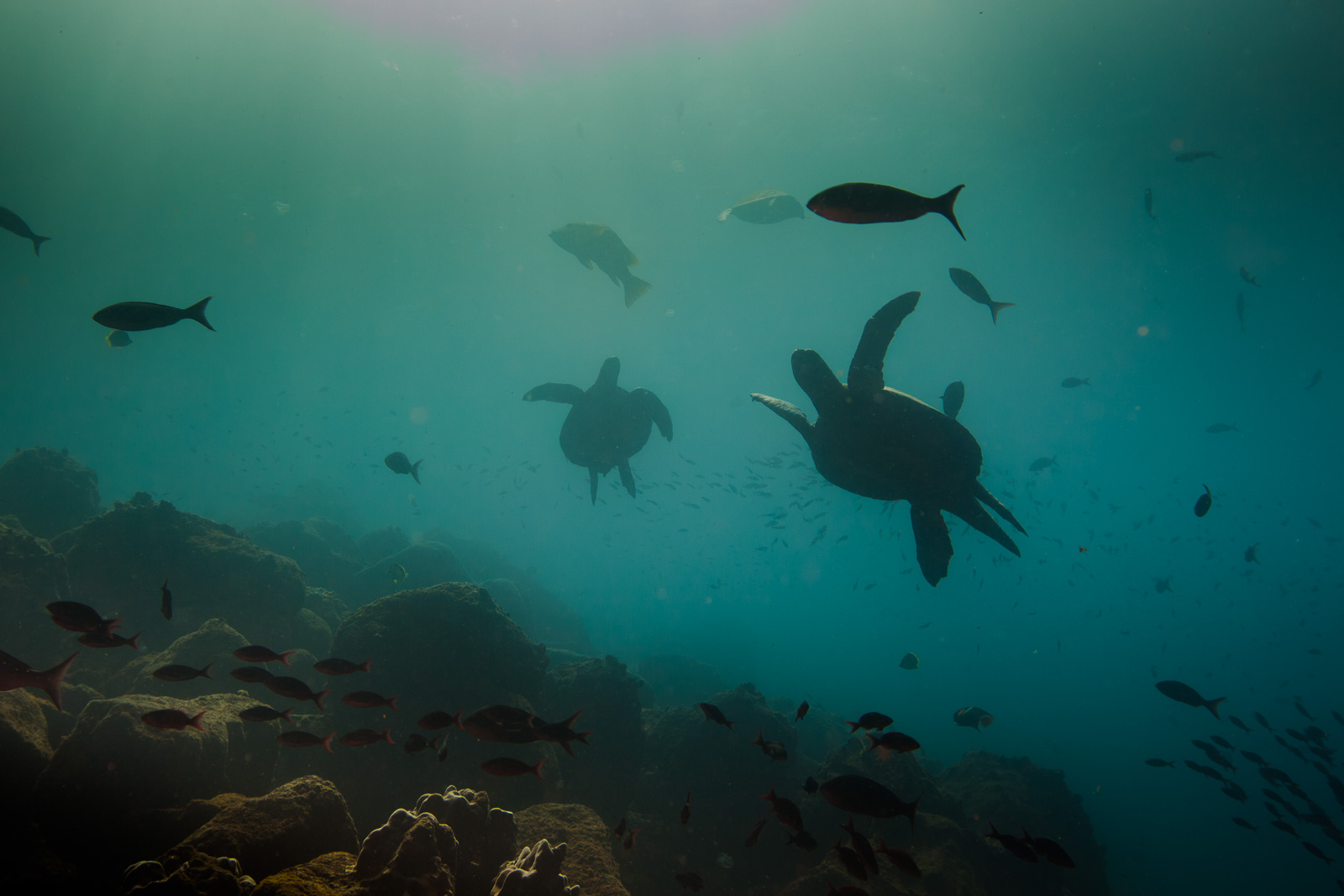 Turtles in silhouette, the Galápagos