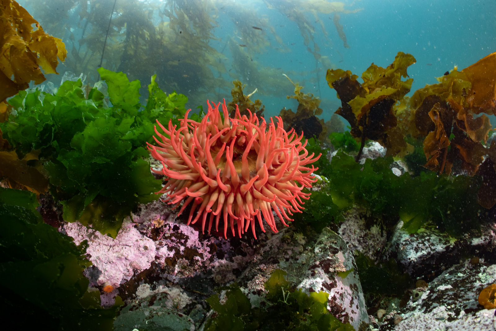 An anemone in kelp, a field of them, Browning Pass