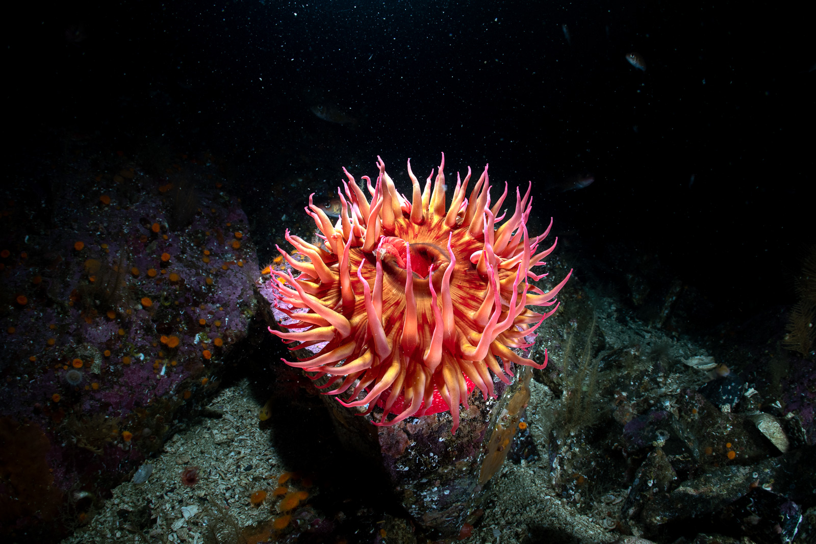 Red anemone on dark, God's Pocket