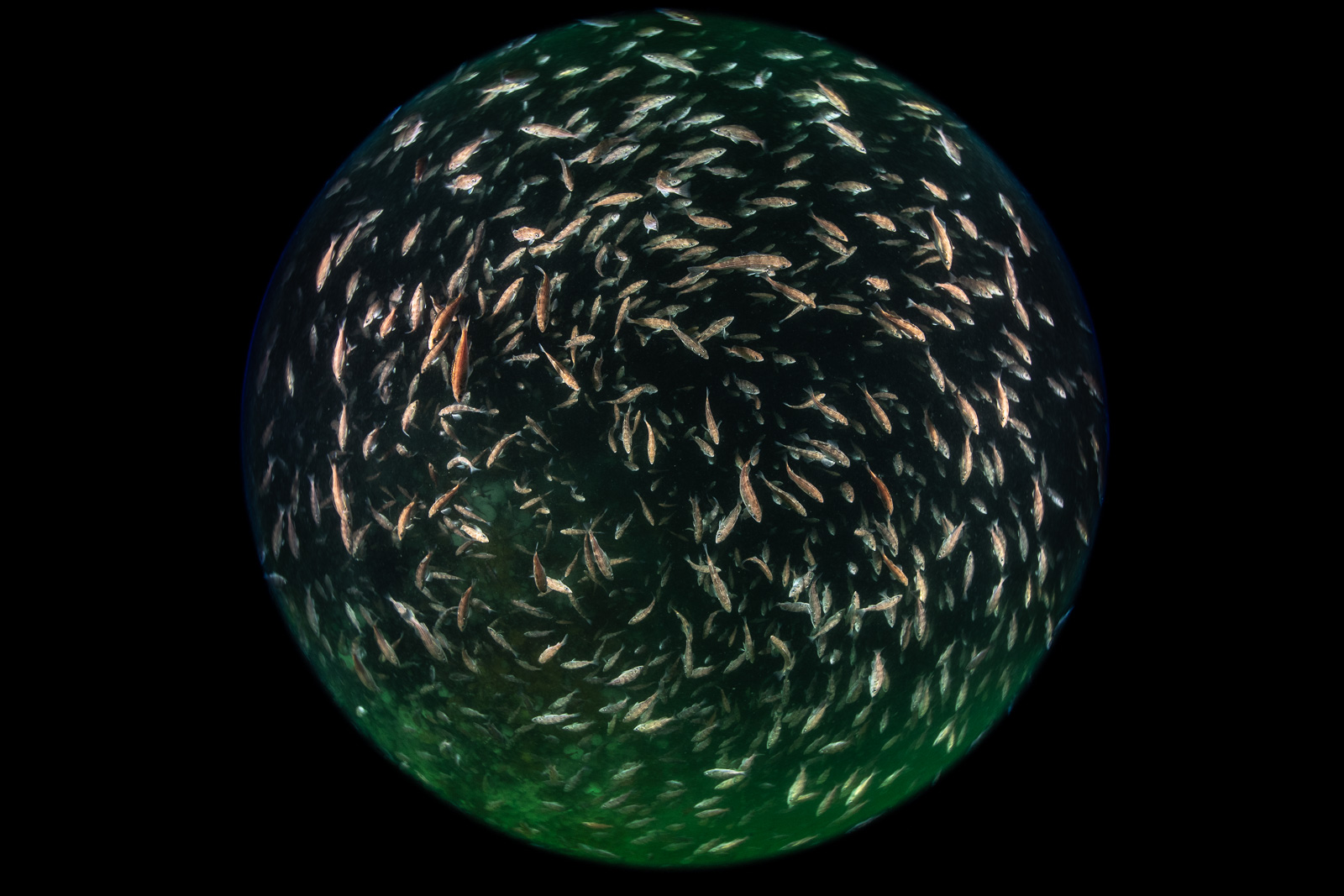 Baitfish in a circular fisheye frame, Browning Pass