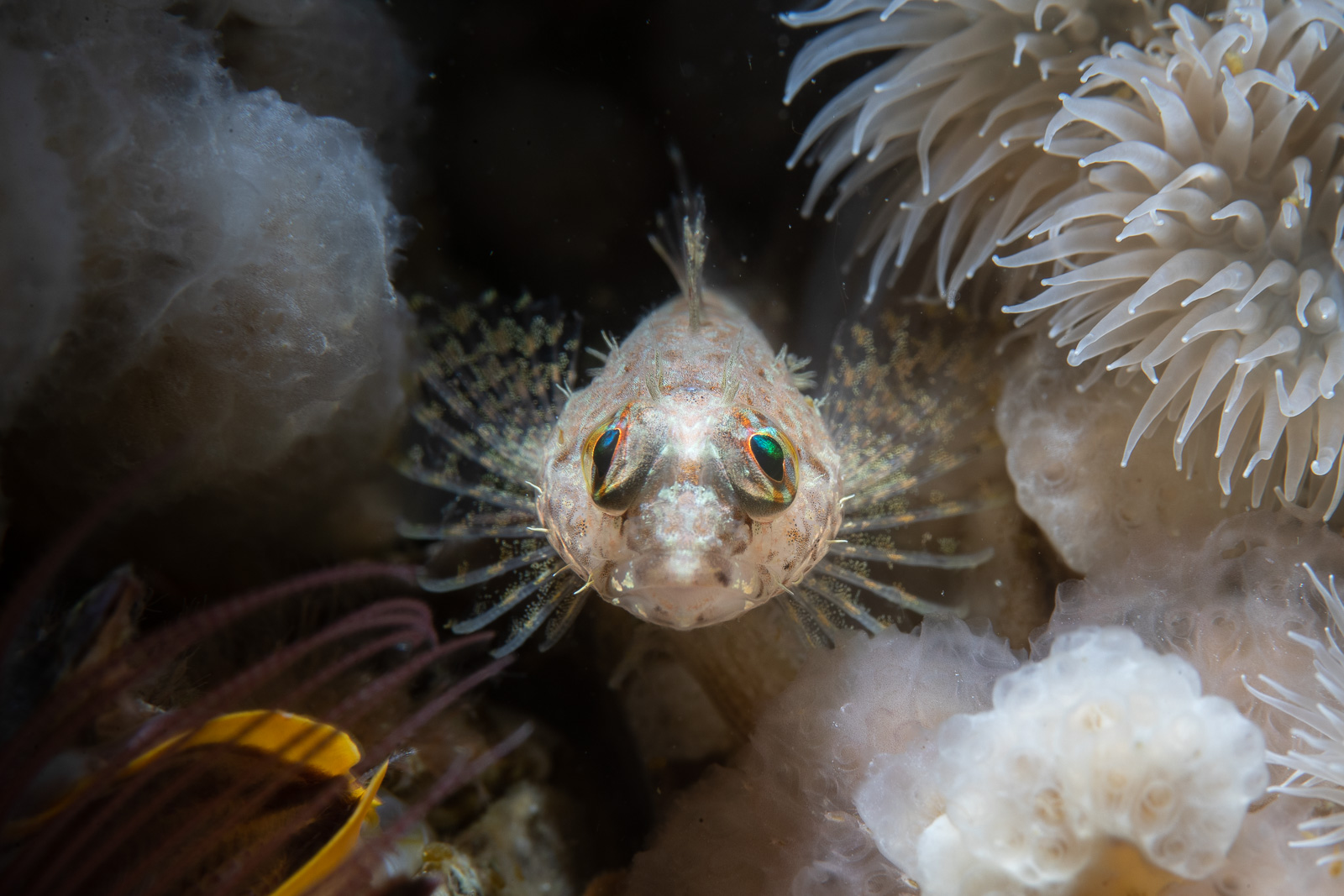 A blenny among anemones, Browning Pass