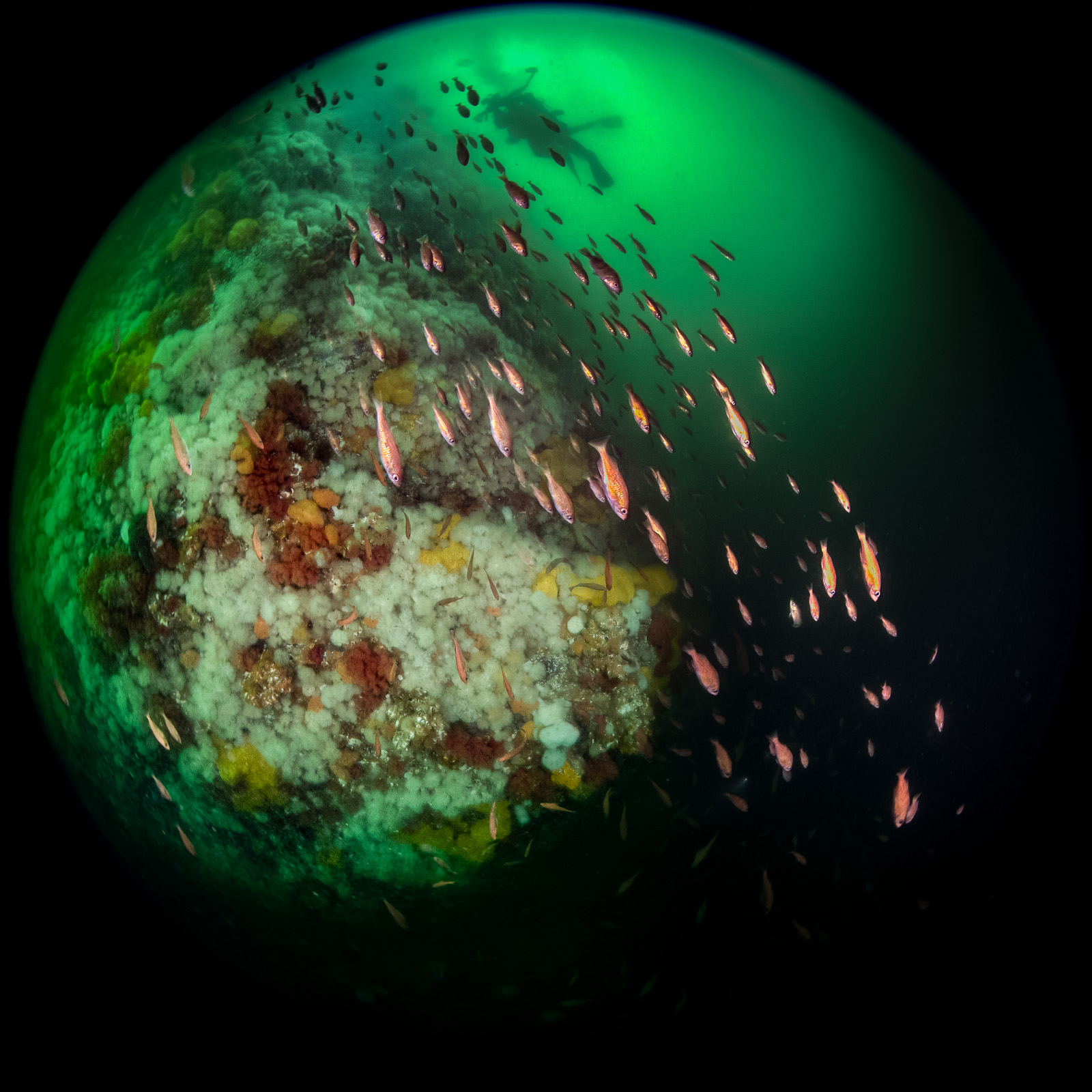 A circular fisheye frame — the whole image circle inside a black corner