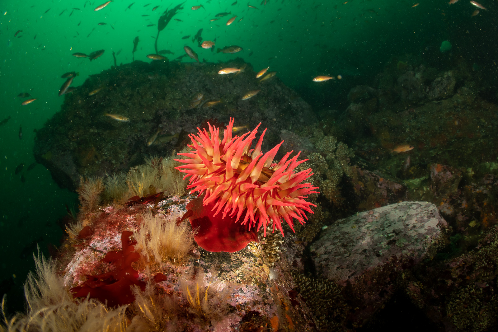 A crimson anemone, Browning Pass