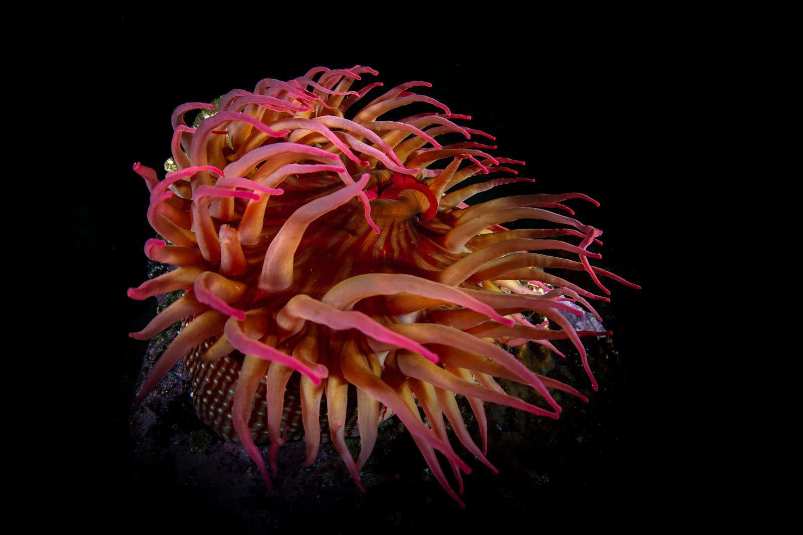 A crimson anemone against black water, Browning Pass