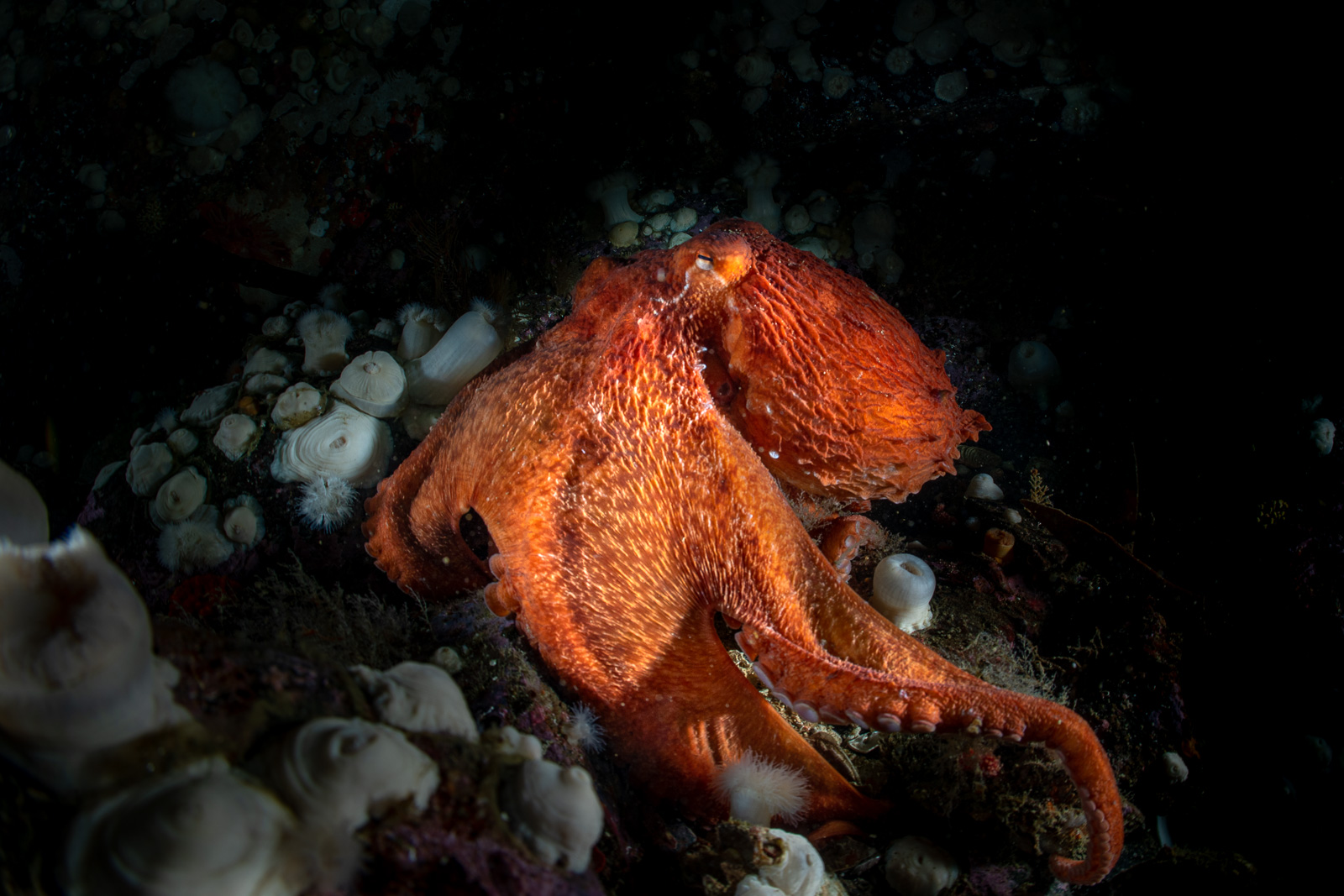 A giant Pacific octopus, Browning Pass