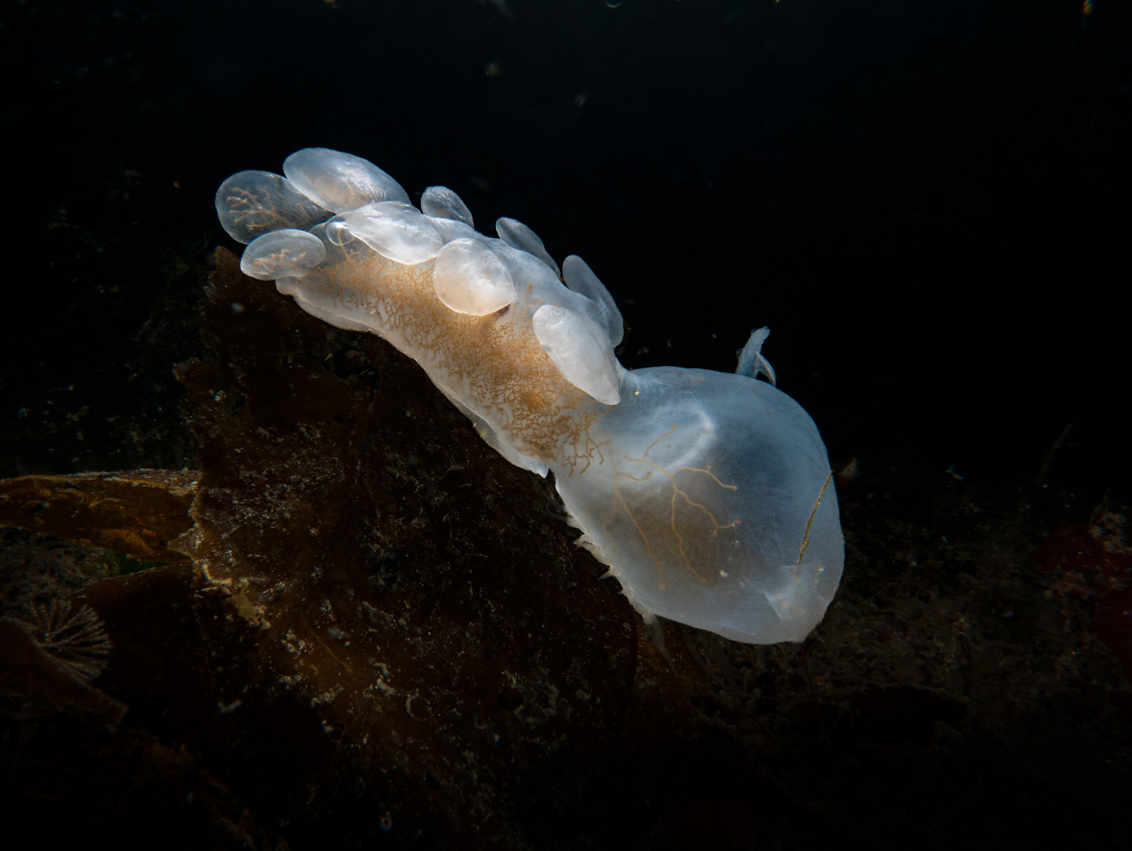 A hooded nudibranch against black water, Browning Pass