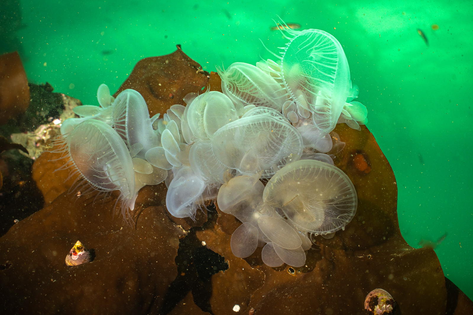 Cluster of translucent nudibranchs against green, God's Pocket