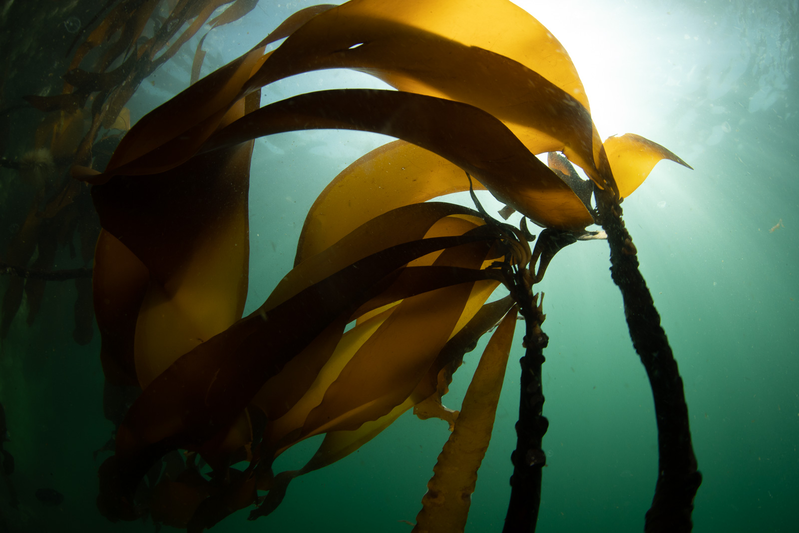 Kelp lit from behind, Browning Pass