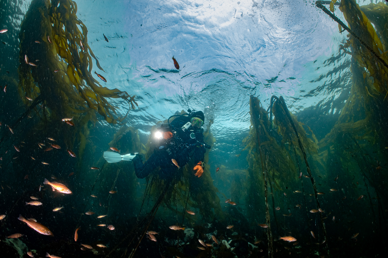 A drysuited diver under the kelp canopy in cold green water