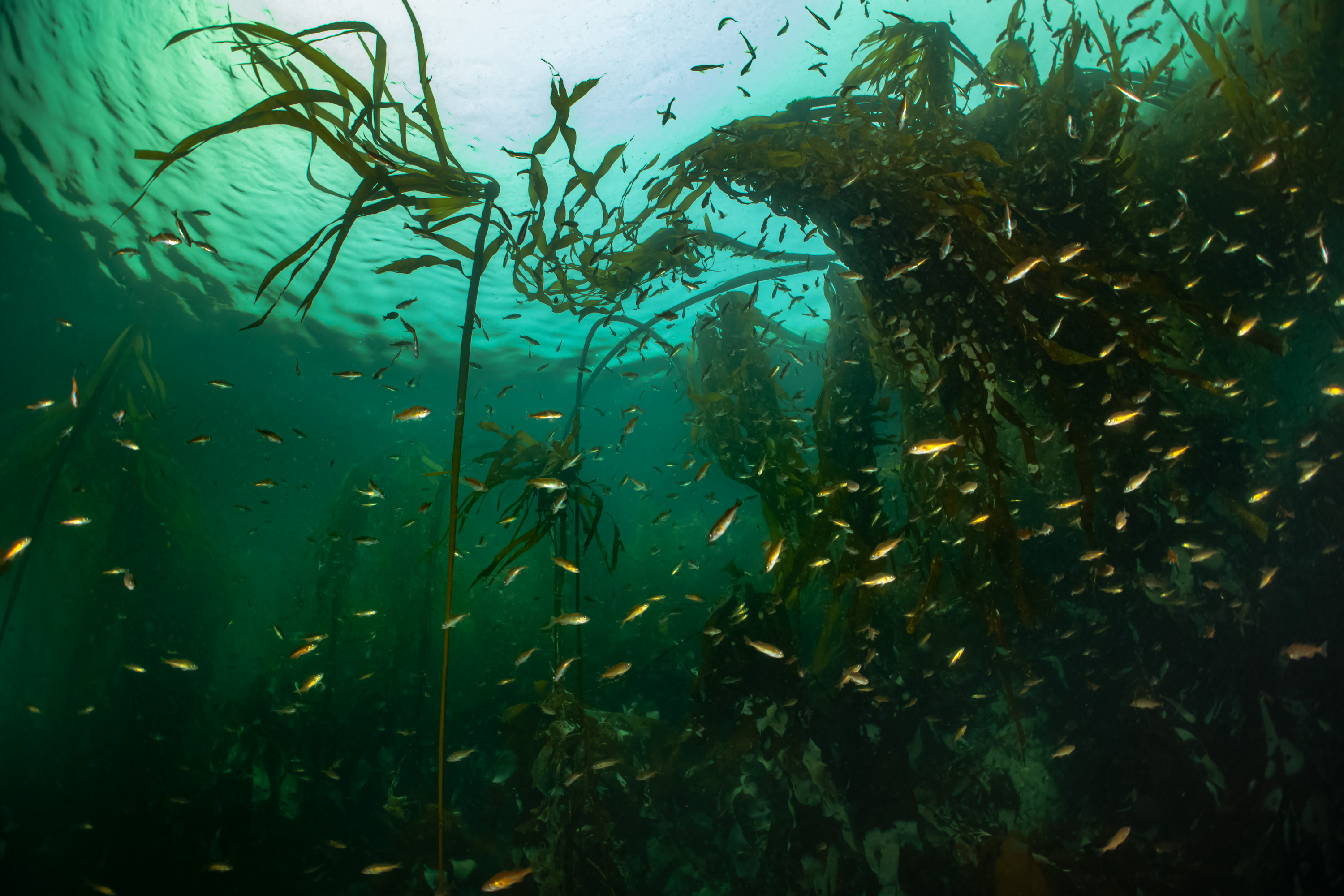 Kelp in the kelp forest, among baitfish, Browning Pass