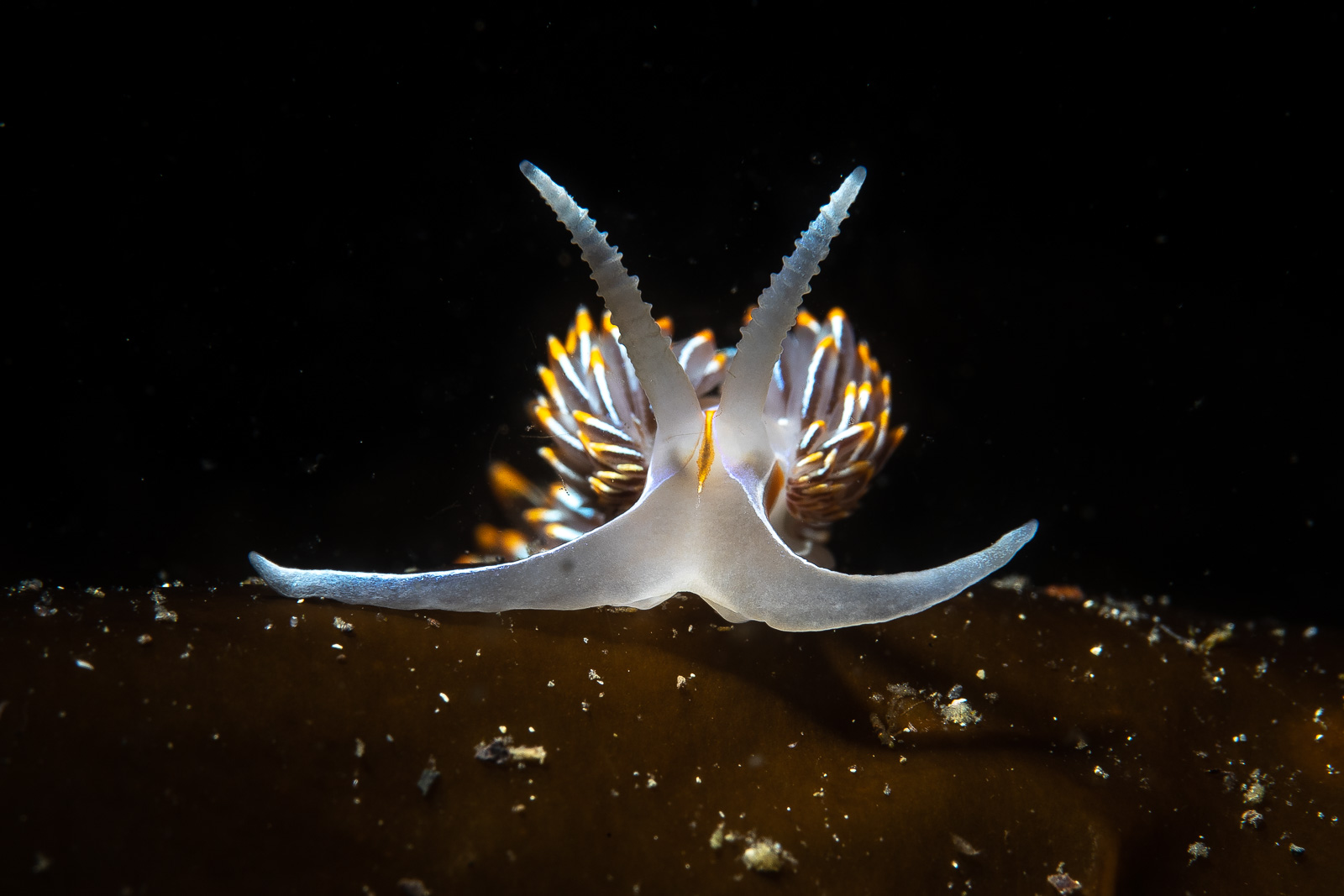 A nudibranch in kelp, Browning Pass