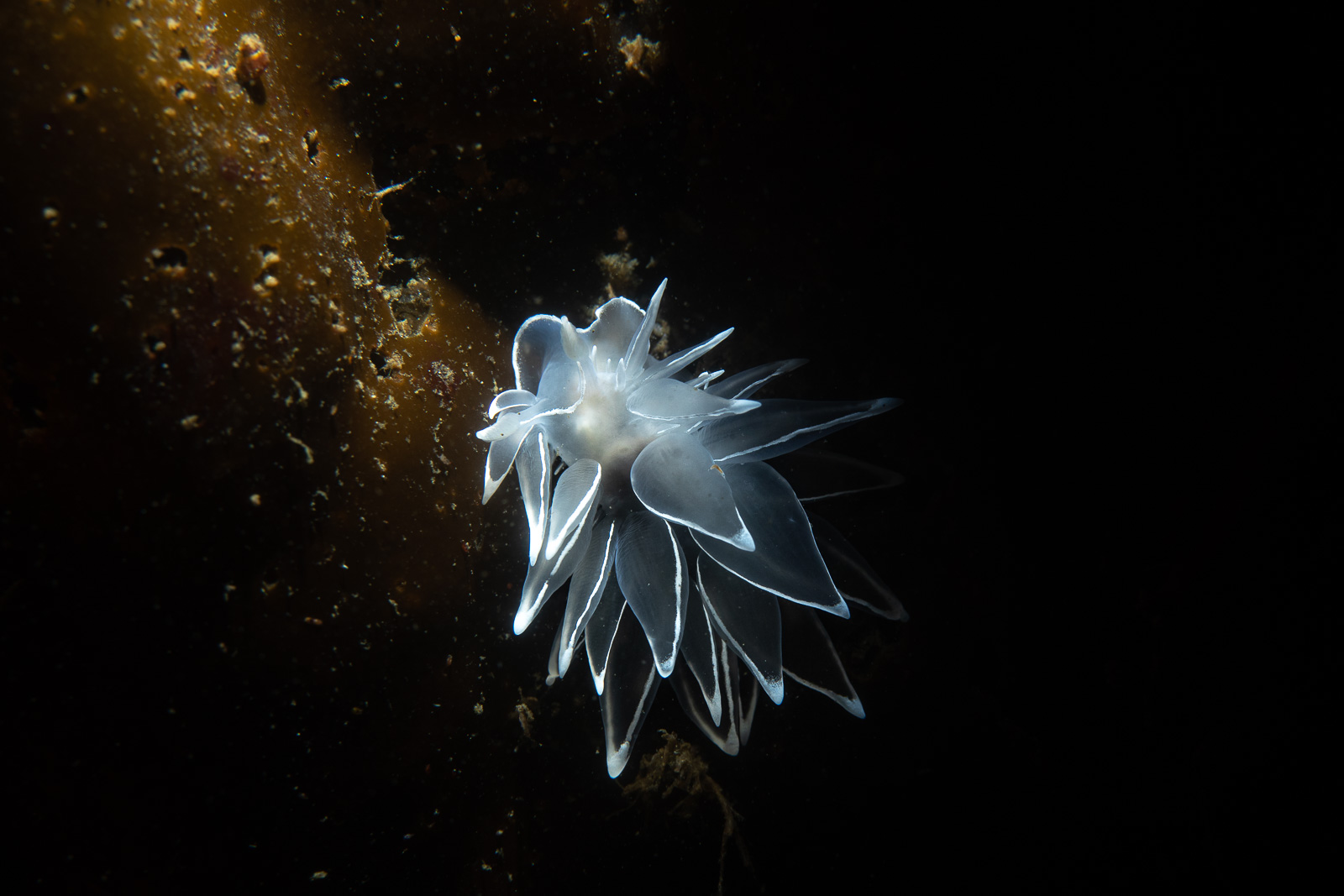 White nudibranch on black, God's Pocket