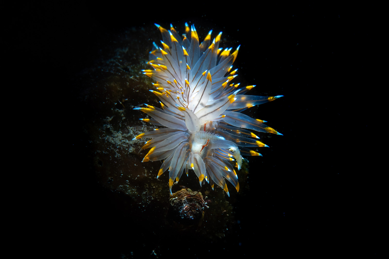 A nudibranch in yellow, Browning Pass