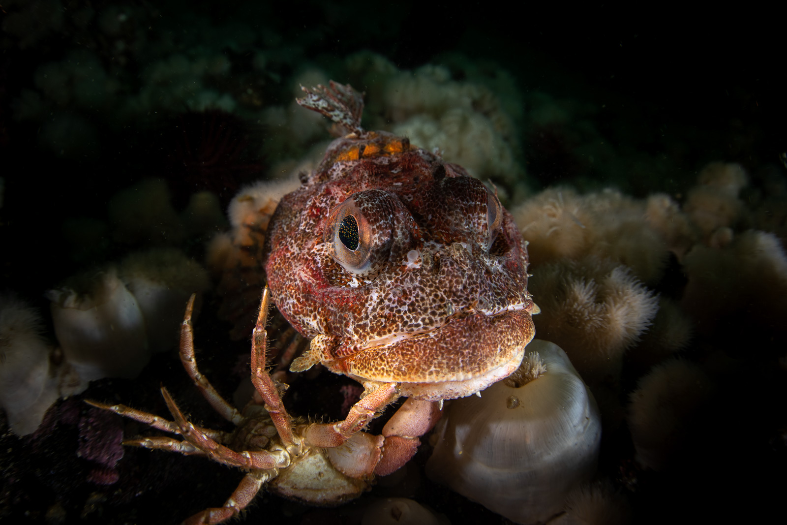 A red Irish lord holding a crab, God's Pocket