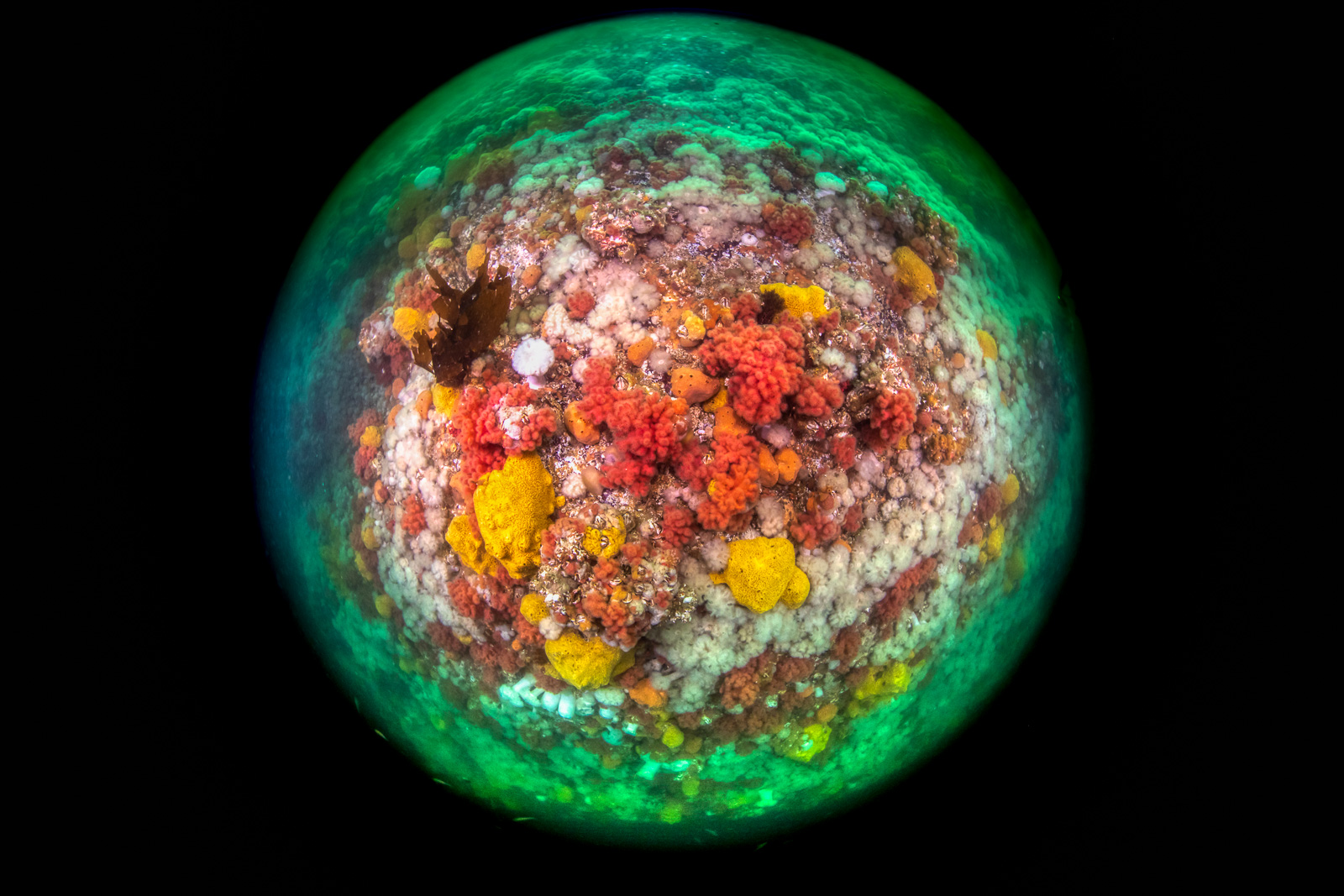 The reef in a circular fisheye frame, Browning Pass