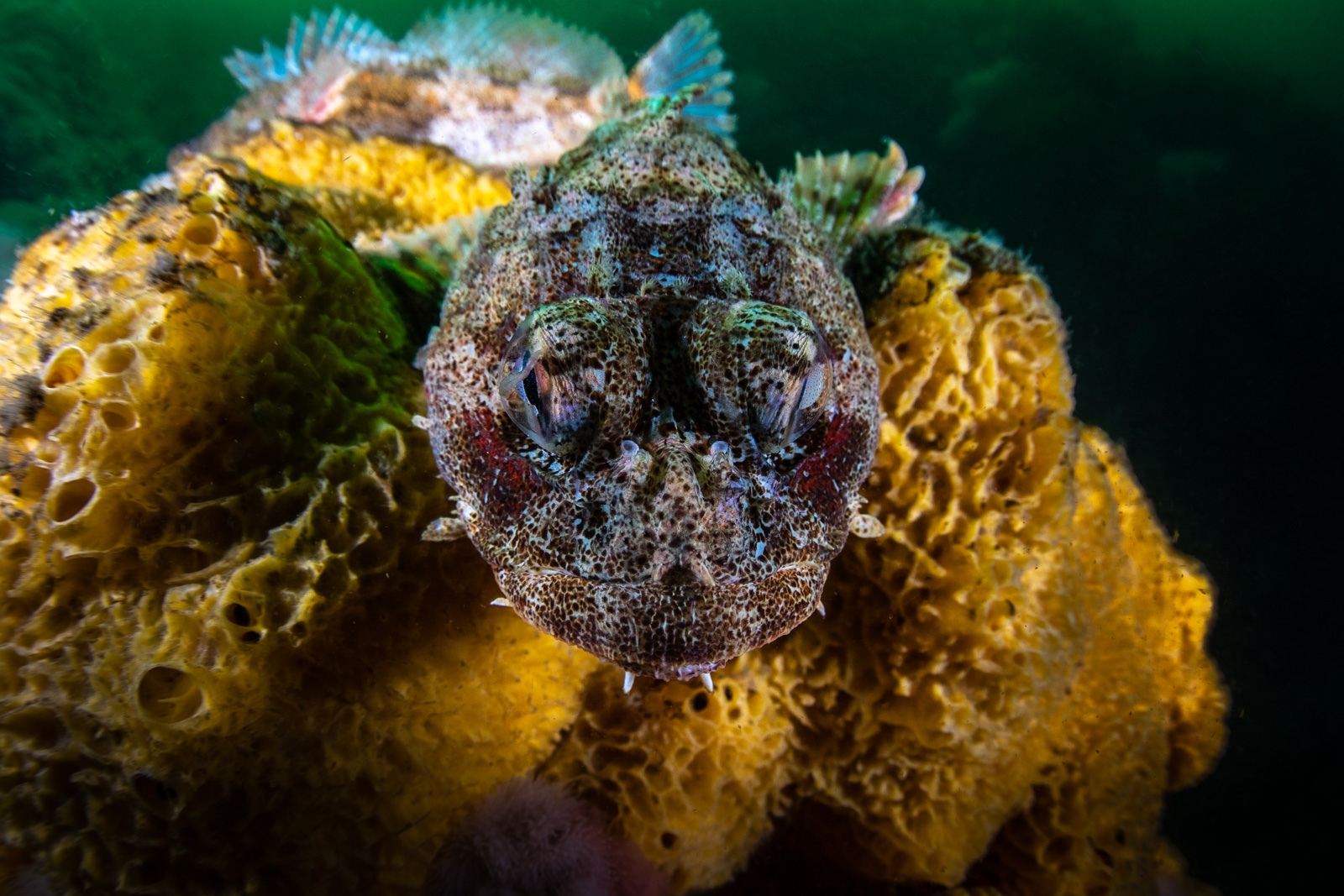 A sculpin in yellow, on a sponge, Browning Pass