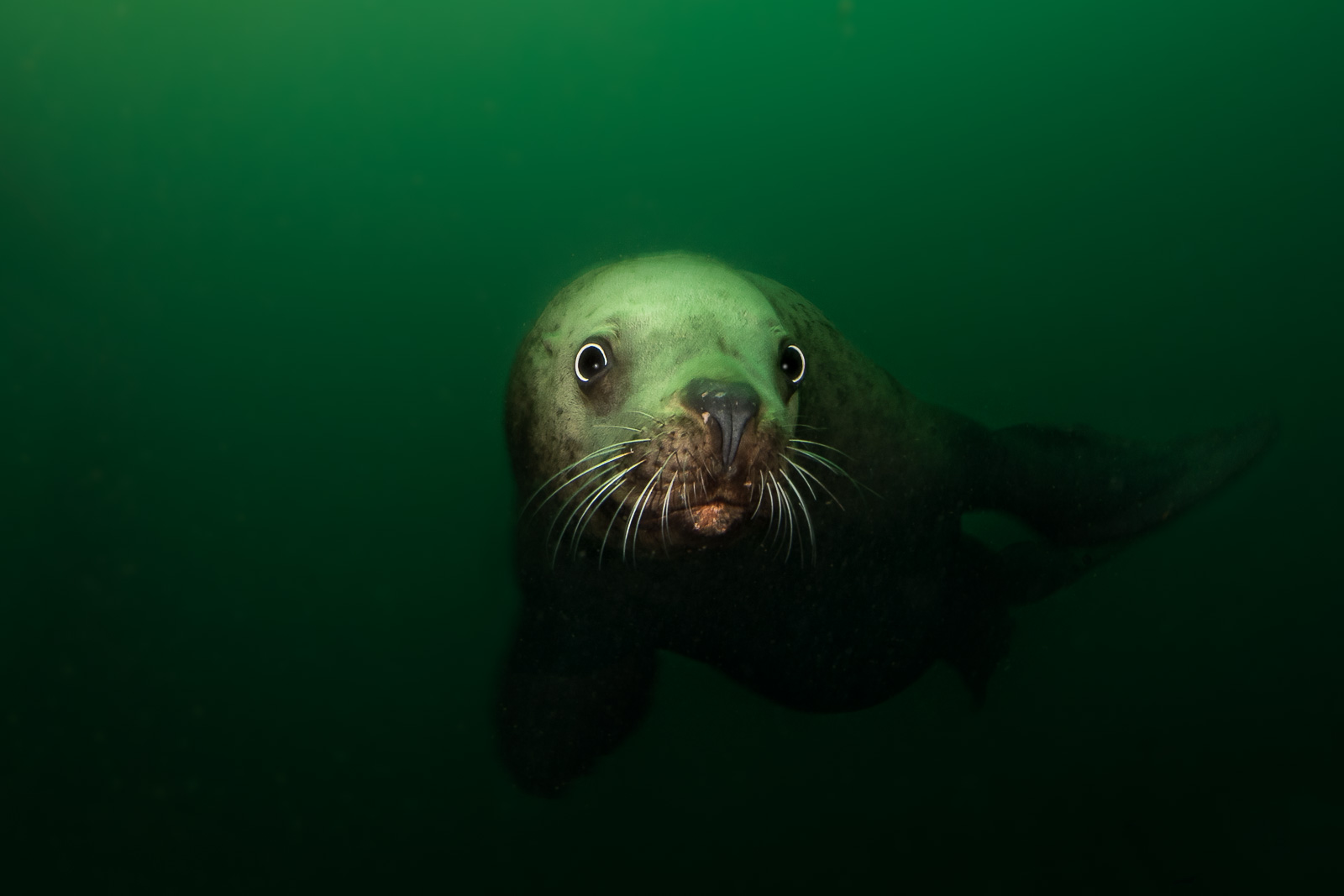 A Steller sea lion, Browning Pass