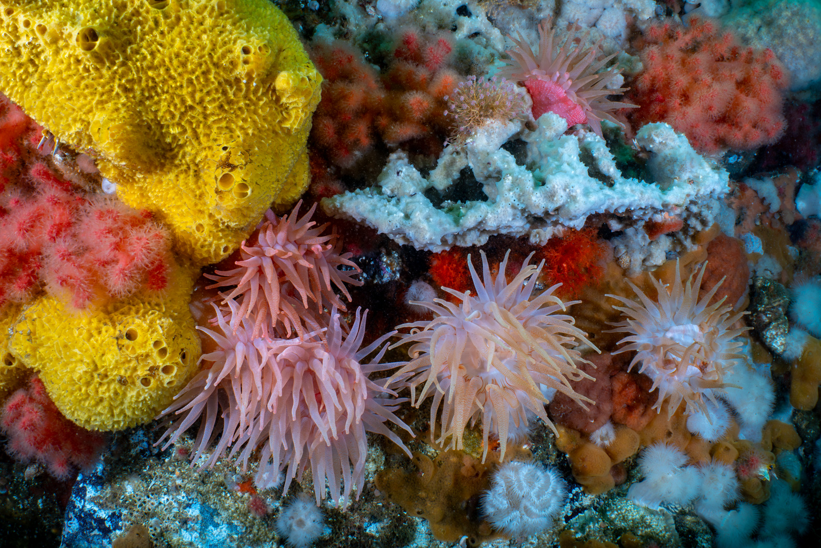 A reef wall on a sponge, among anemones, Browning Pass