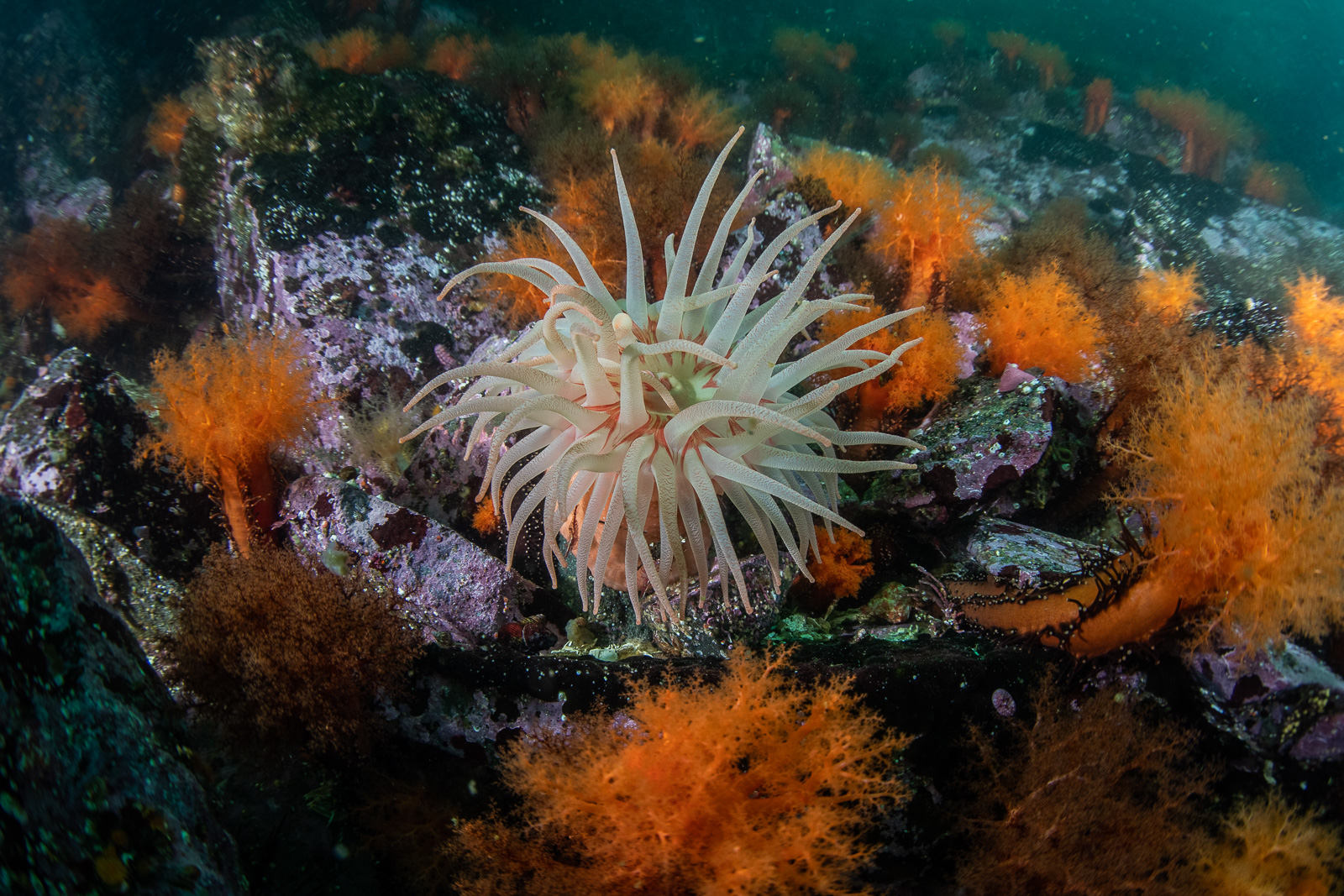 An anemone against white sand, Browning Pass