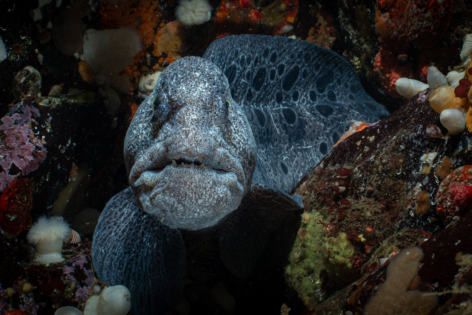 A wolf eel in blue water, Browning Pass