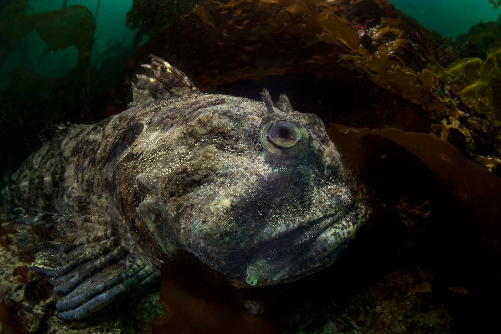 A cabezon in kelp, Browning Pass
