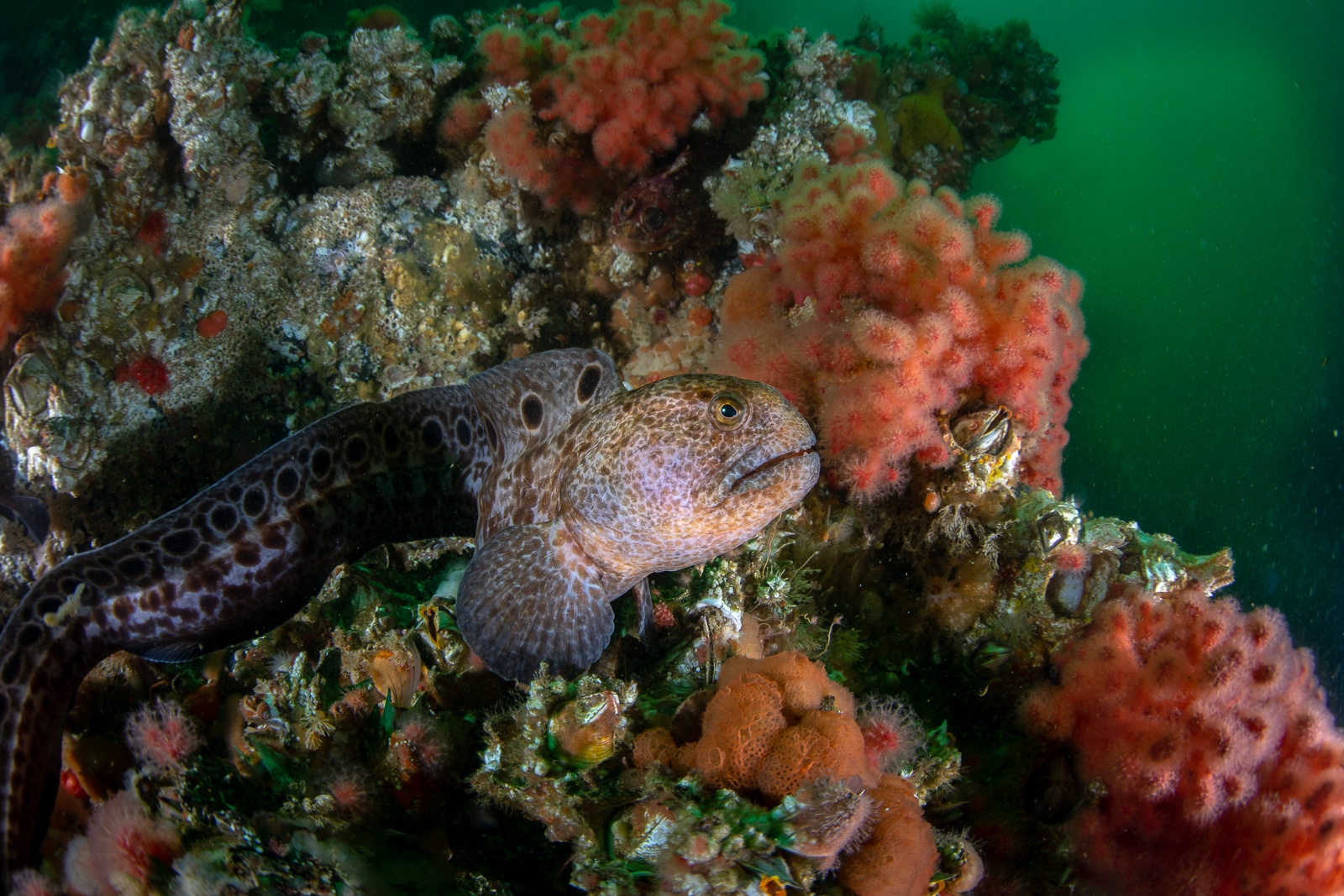 Wolf eel among pink soft coral, God's Pocket