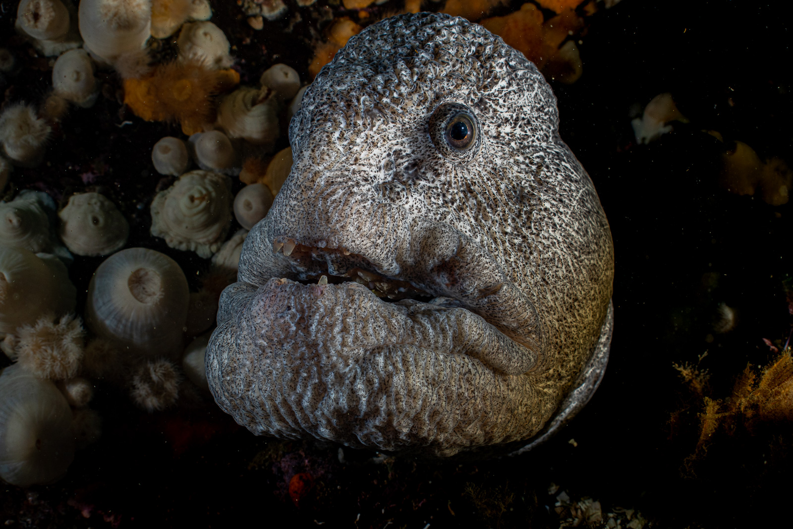 A wolf eel as a portrait, Browning Pass