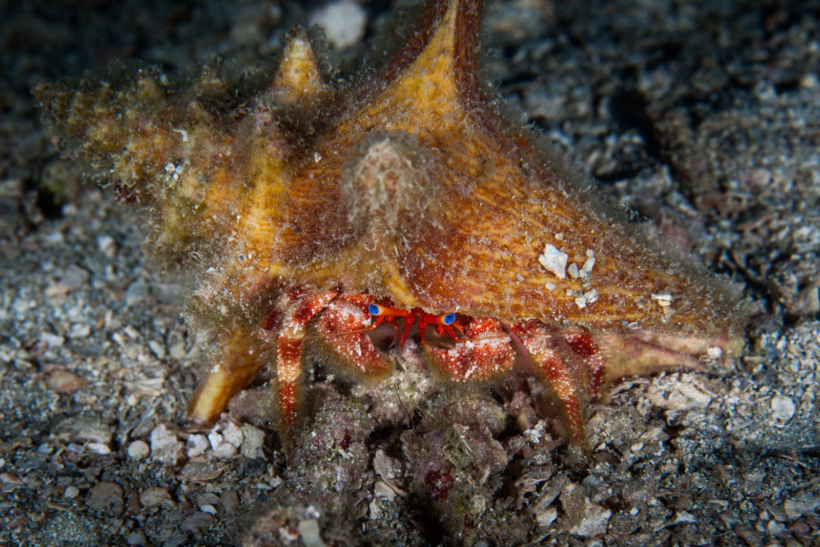 Hermit crab in a conch shell, blue eyes, Negril