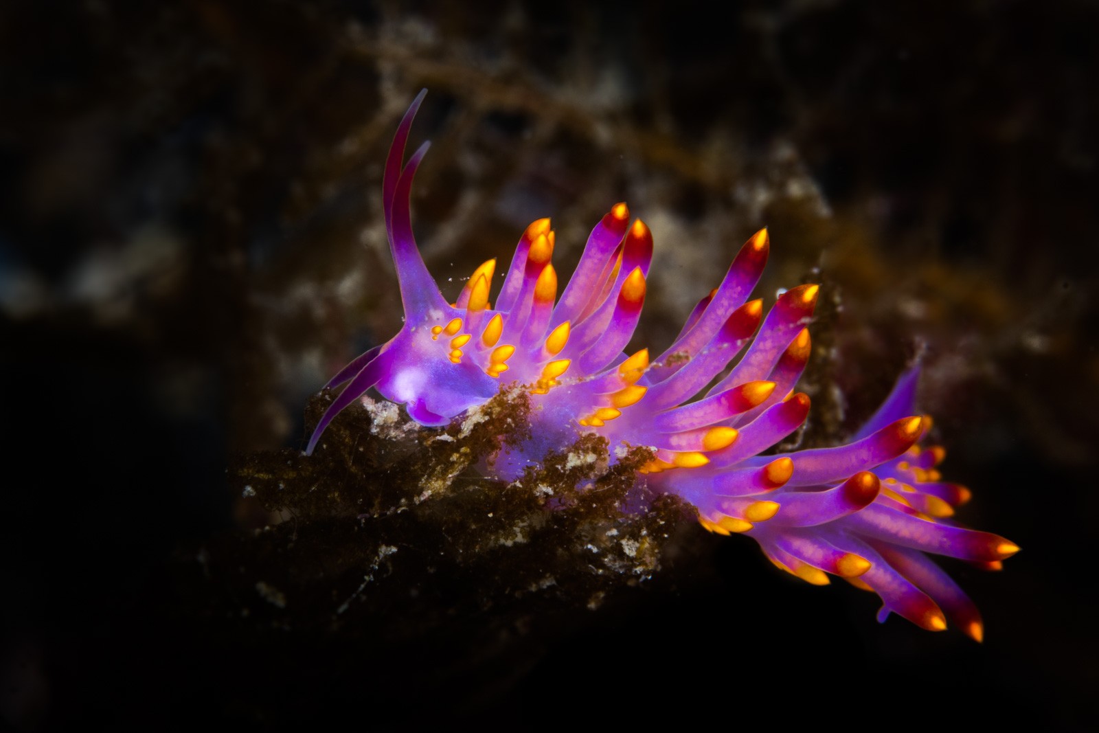 Aeolid, purple with orange-tipped cerata, Lembeh Strait