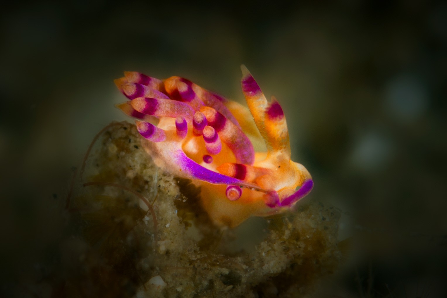 Aeolid nudibranch, magenta-tipped cerata, Lembeh Strait