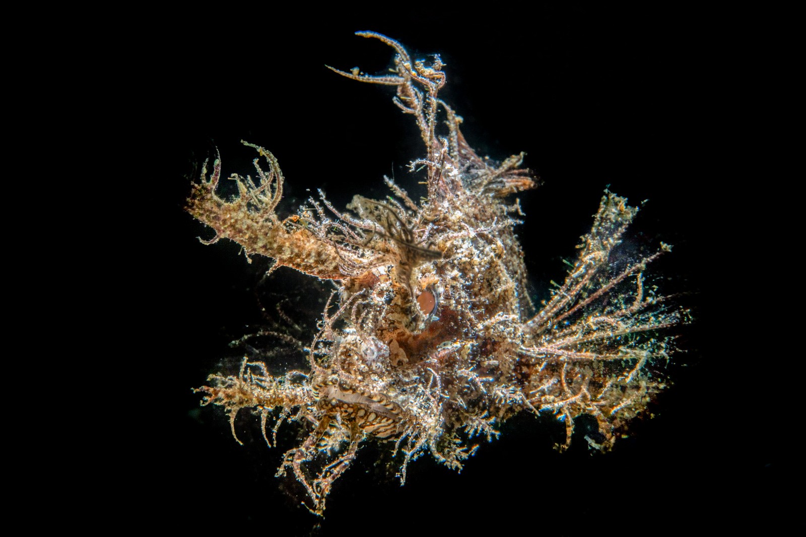 Ambon scorpionfish, Pteroidichthys amboinensis, Lembeh Strait
