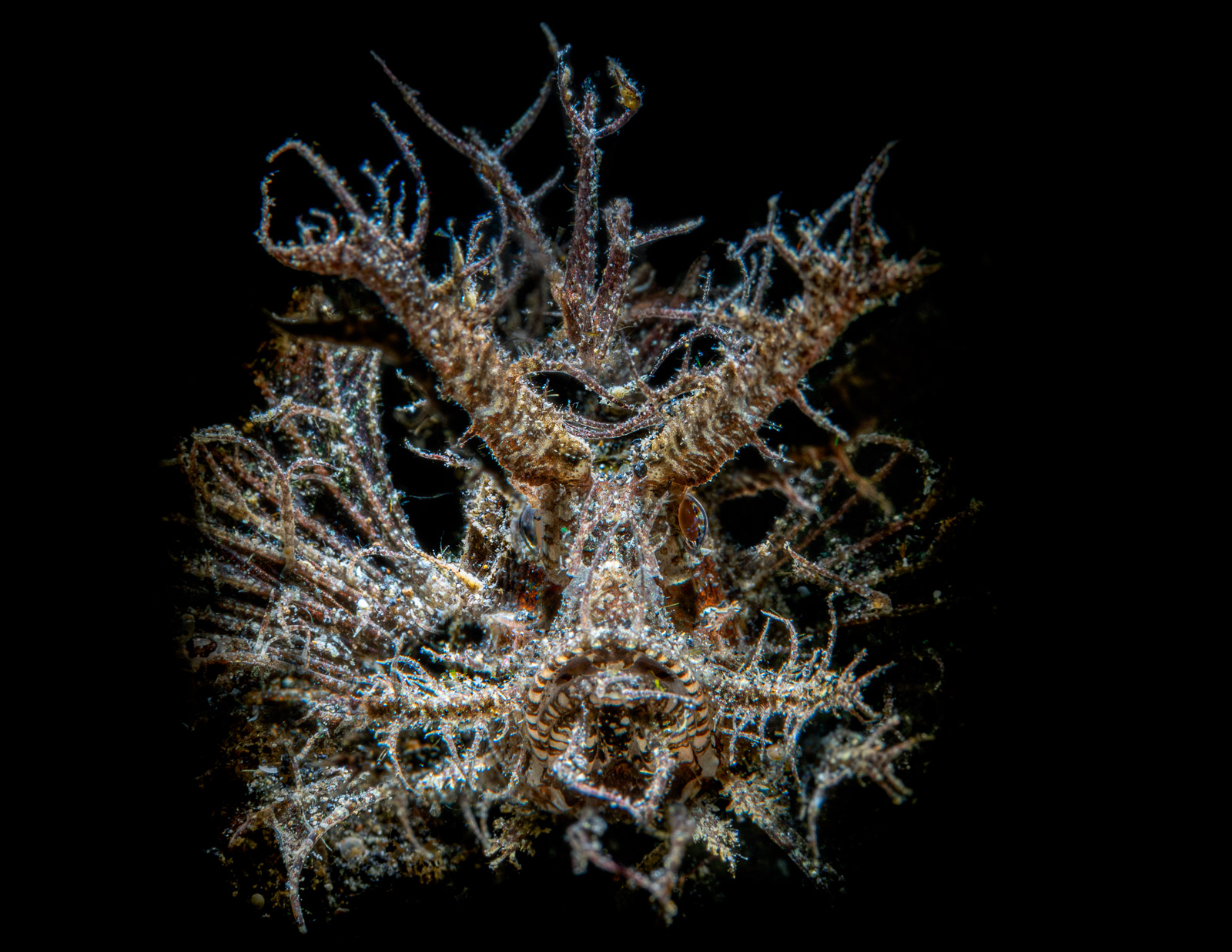 Lembeh Strait, North Sulawesi, Indonesia